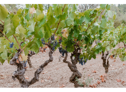 Les vendanges : un moment clé au Domaine Tour Scala