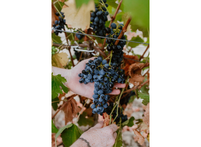 Vins & Automne, conseils de dégustation